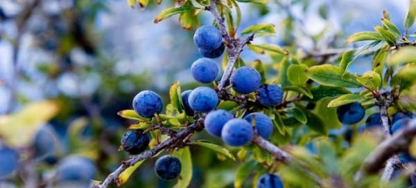 Терн - рецепты приготовления